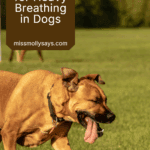 Reasons for Heavy Breathing in Dogs