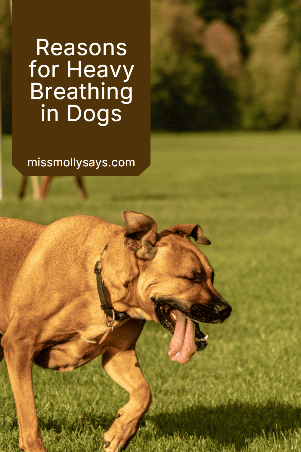 Reasons for Heavy Breathing in Dogs