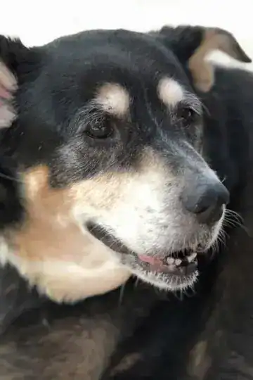 Sallie, senior Rottweiler mix dog