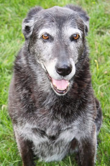 Senior black dog with graying muzzle sitting in the grass