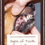 Signs of Tooth Pain in Dogs