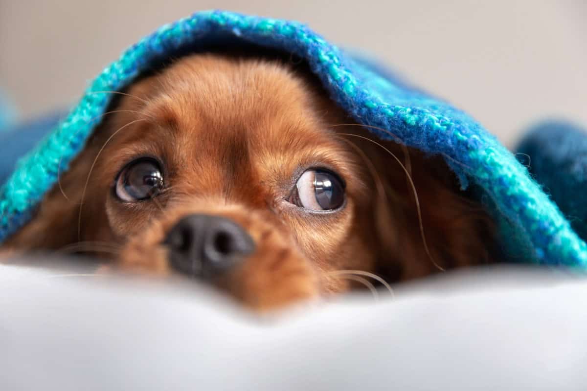 Small brown dog peeking out from under a teal-colored blanket Small brown dog peeking out from under a teal-colored blanket
