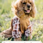 Top 10 Medium Dog Breeds for Families