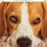 Top 10 Medium Dog Breeds for Families