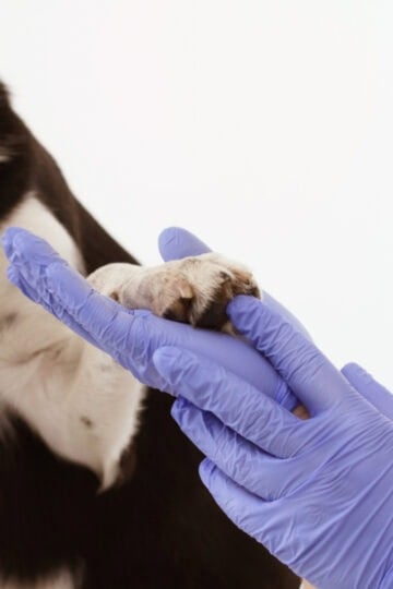 Vet checking the paw of a black and white dog