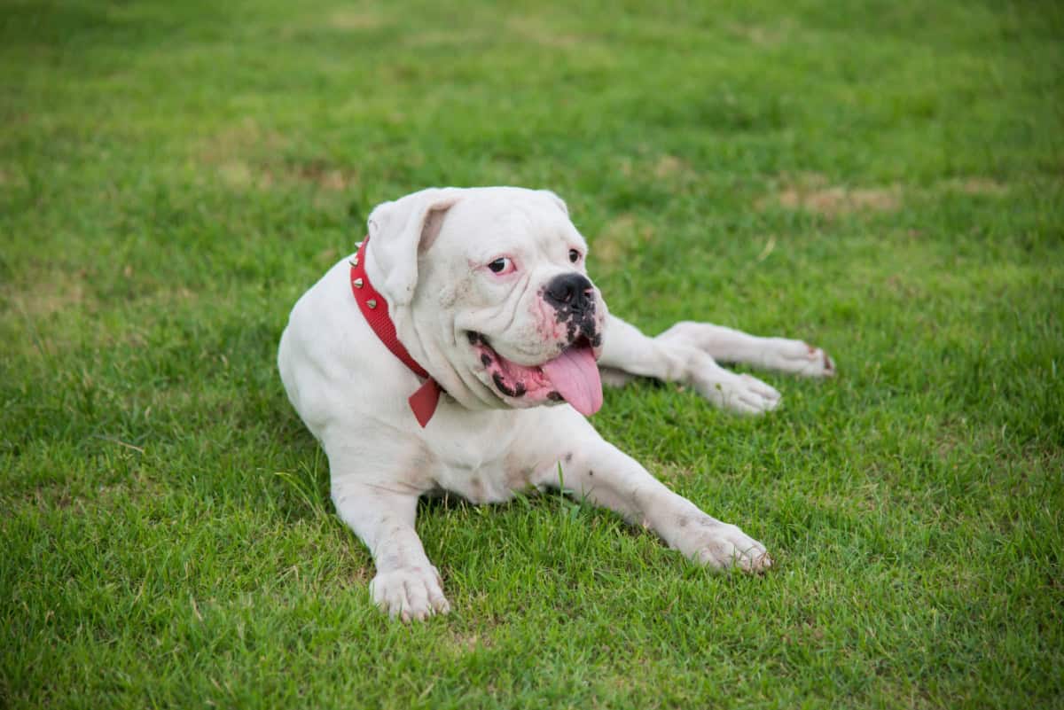 White bull dog with red collar and tongue out laying in the grass White bull dog with red collar and tongue out laying in the grass