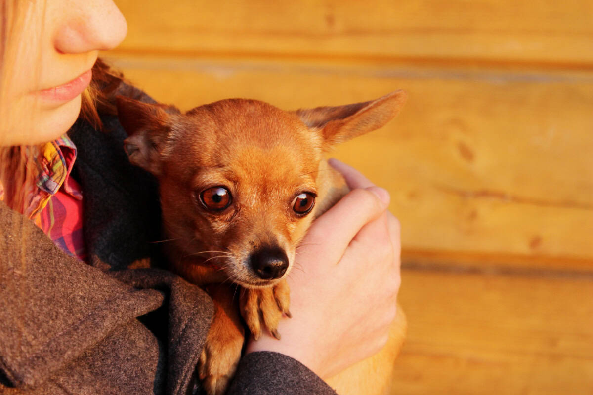 Woman holding a small brown Chihuahua dog Woman holding a small brown Chihuahua dog