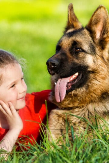 A German Shepherd and small girl laying in the grass