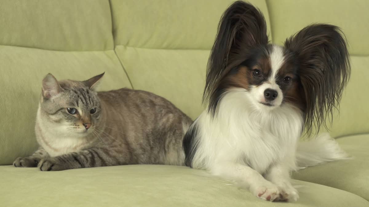 A Papillon dog and gray cat sitting on a green sofa A Papillon dog and gray cat sitting on a green sofa