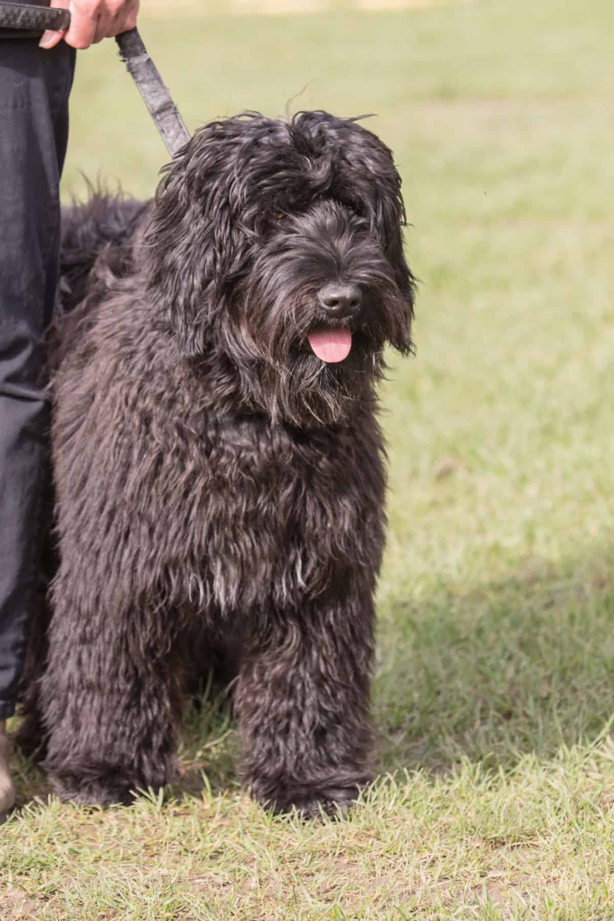 A beautiful Bouvier des Flandres dog on a leash with owner A beautiful Bouvier des Flandres dog on a leash with owner