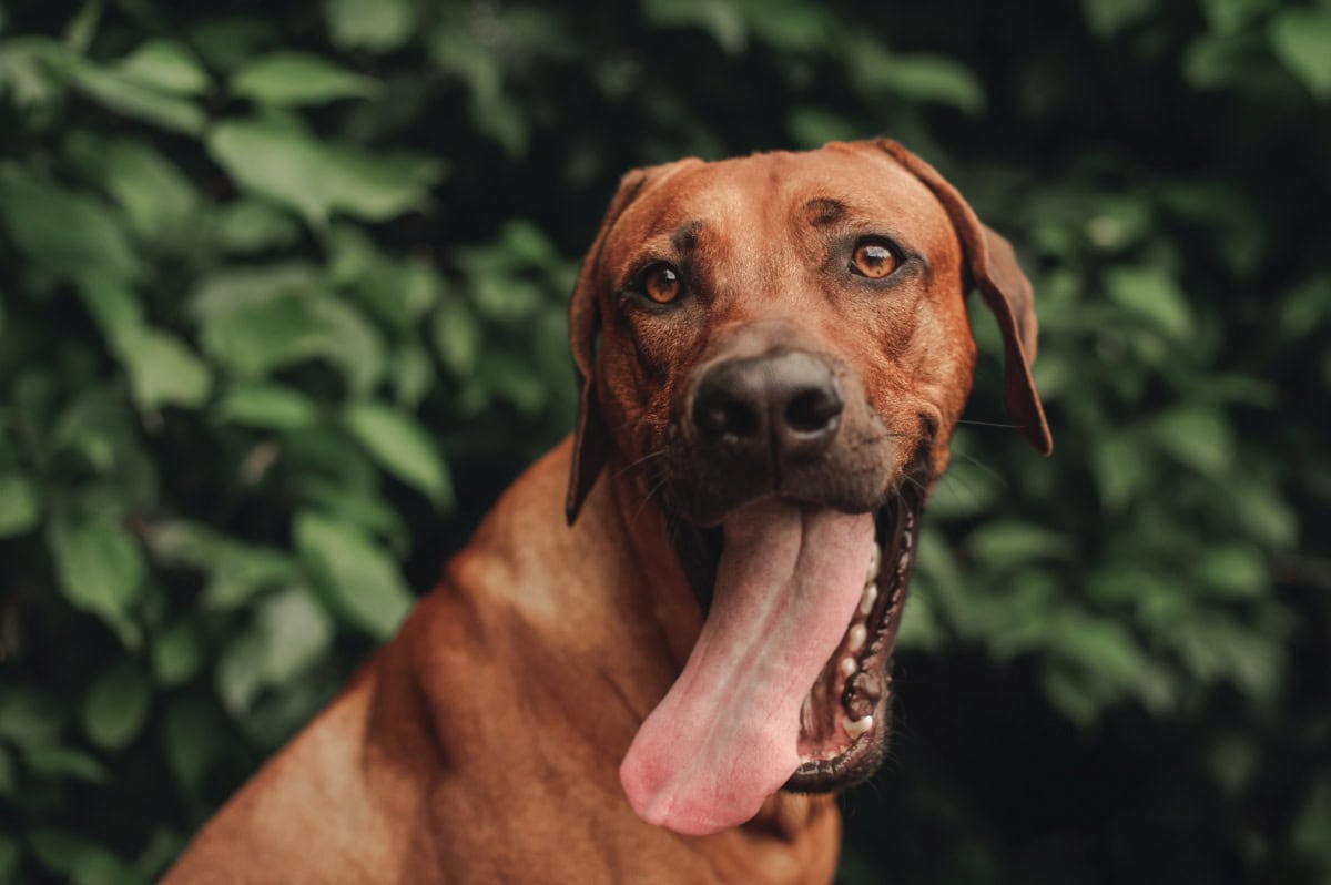 A beautiful Rhodesian Ridgeback dog A beautiful Rhodesian Ridgeback dog