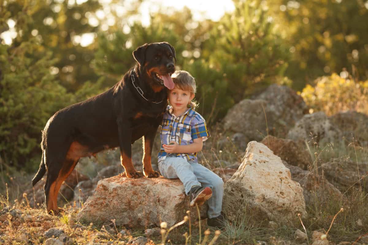 A beautiful Rottweiler dog with a little boy sitting on a large boulder A beautiful Rottweiler dog with a little boy sitting on a large boulder