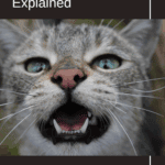 Cat Sounds and Their Meanings Explained