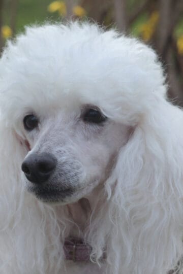 Close-up of a gorgeous white Poodle