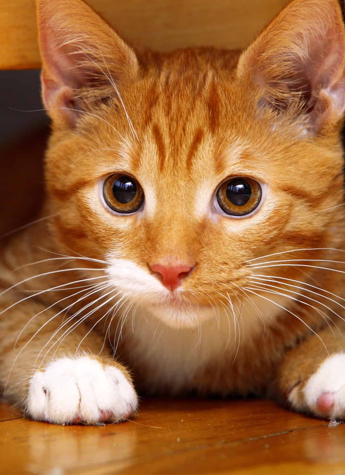 Closeup of a Ginger kitten Closeup of a Ginger kitten