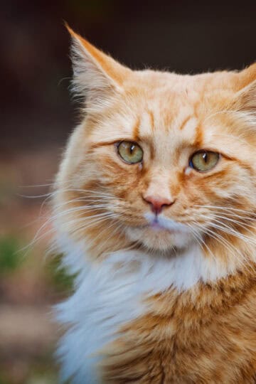Closeup of a beautiful Ginger Cat