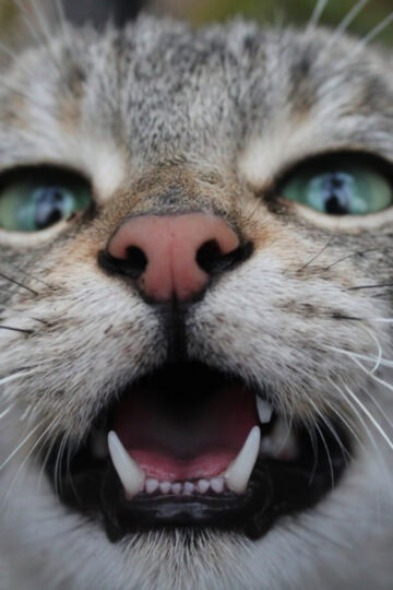 Closeup of a cute gray cat with mouth open