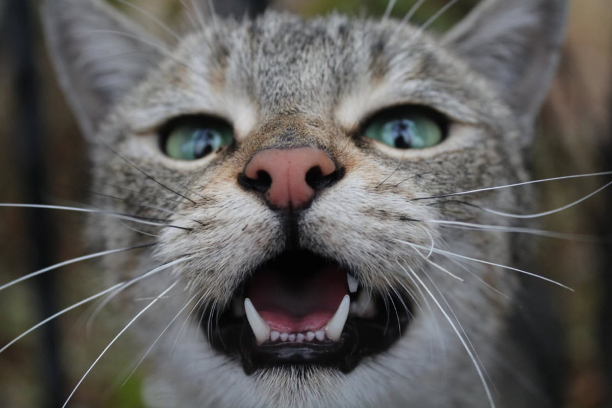 Closeup of a cute gray cat with mouth open