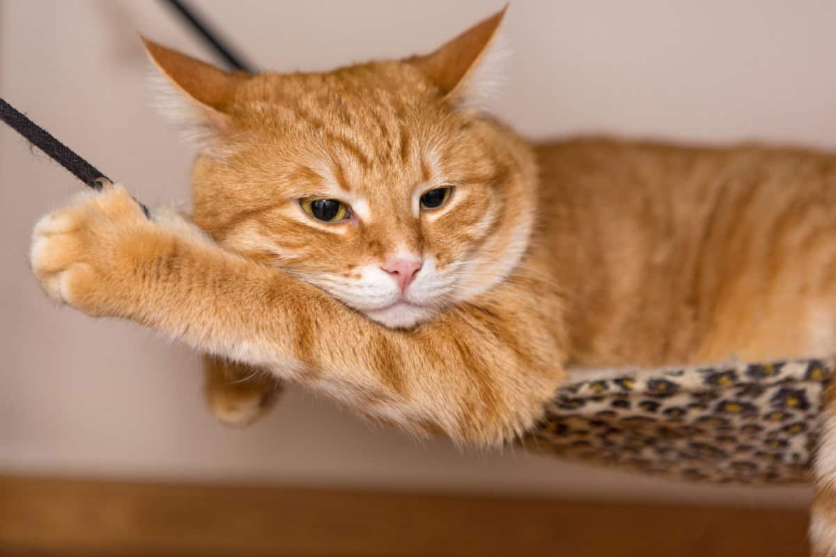 Ginger cat hanging in a hammock Ginger cat hanging in a hammock
