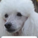 Poodle Dog Breed Facts: Elegant, Intelligent, and Versatile