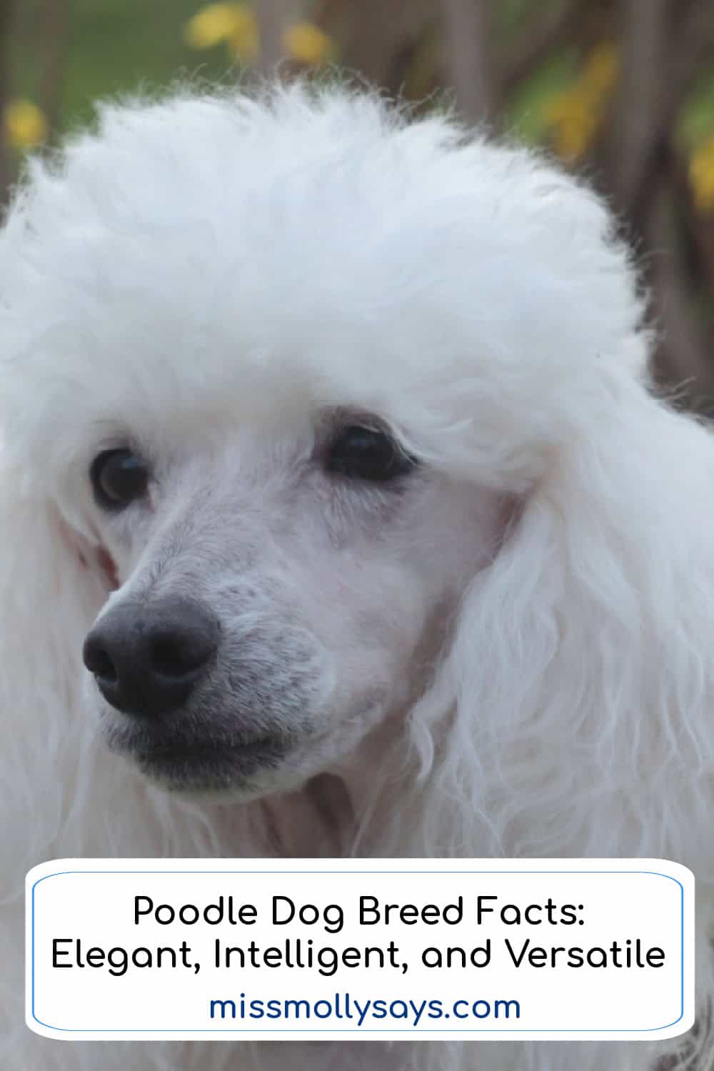 Poodle Dog Breed Facts: Elegant, Intelligent, and Versatile