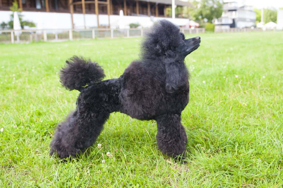 Side view of a standard black Poodle in the grass