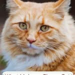 What Makes a Ginger Cat Special?