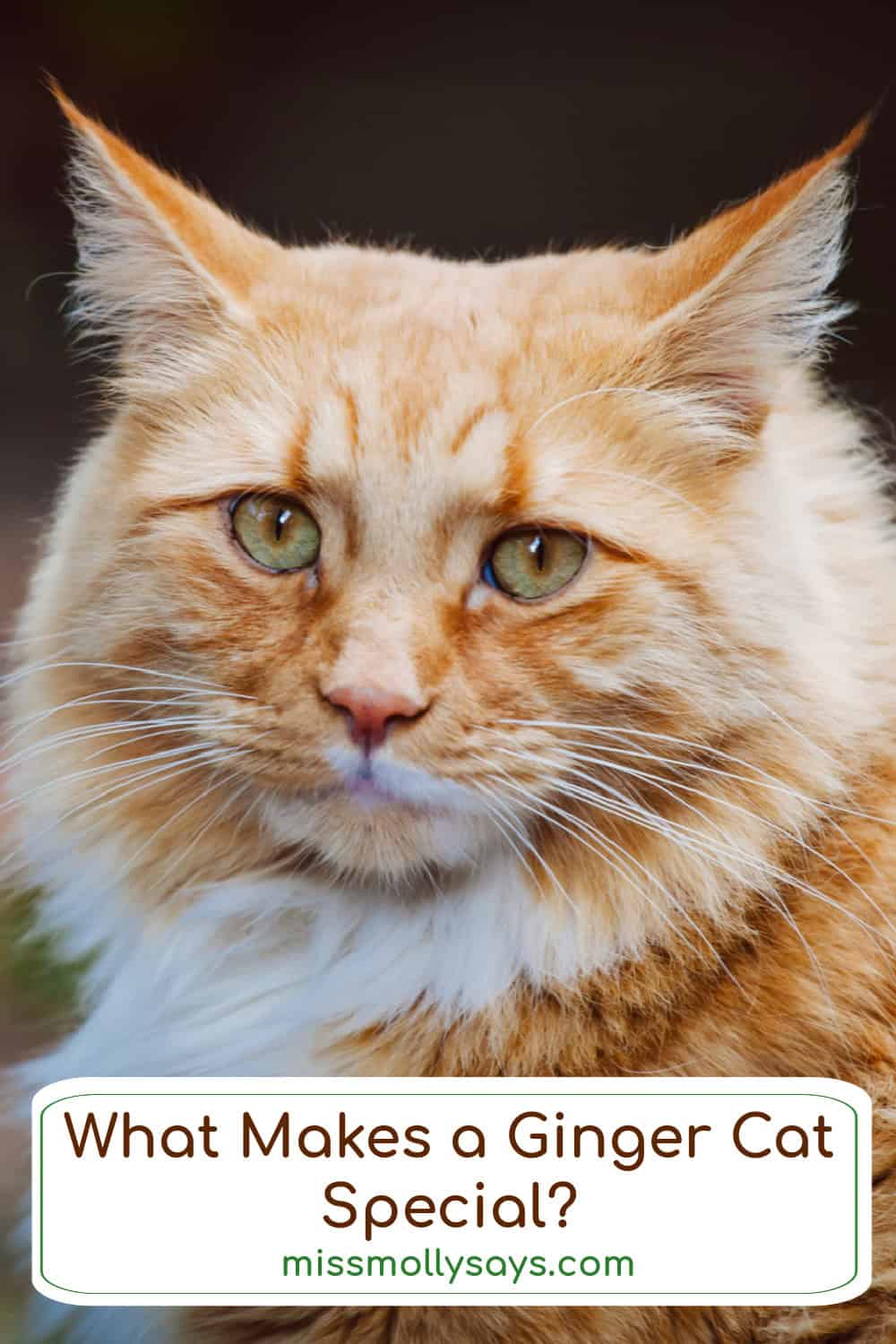 What Makes a Ginger Cat Special? What Makes a Ginger Cat Special?