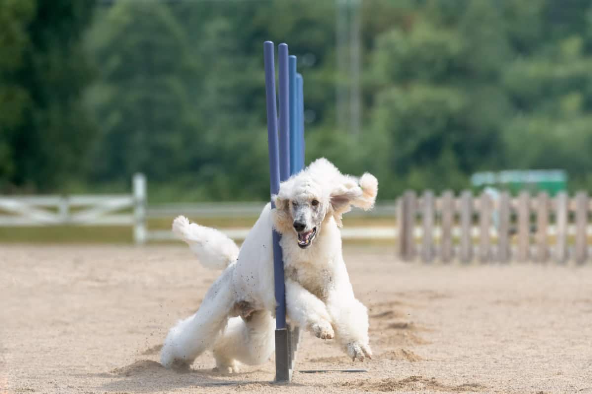 White Poodle participating in an agility activity