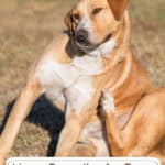 Home Remedies for Dogs with Dry Skin