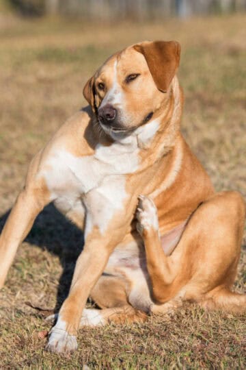 Large brown dog scratching while sitting in the dead grass