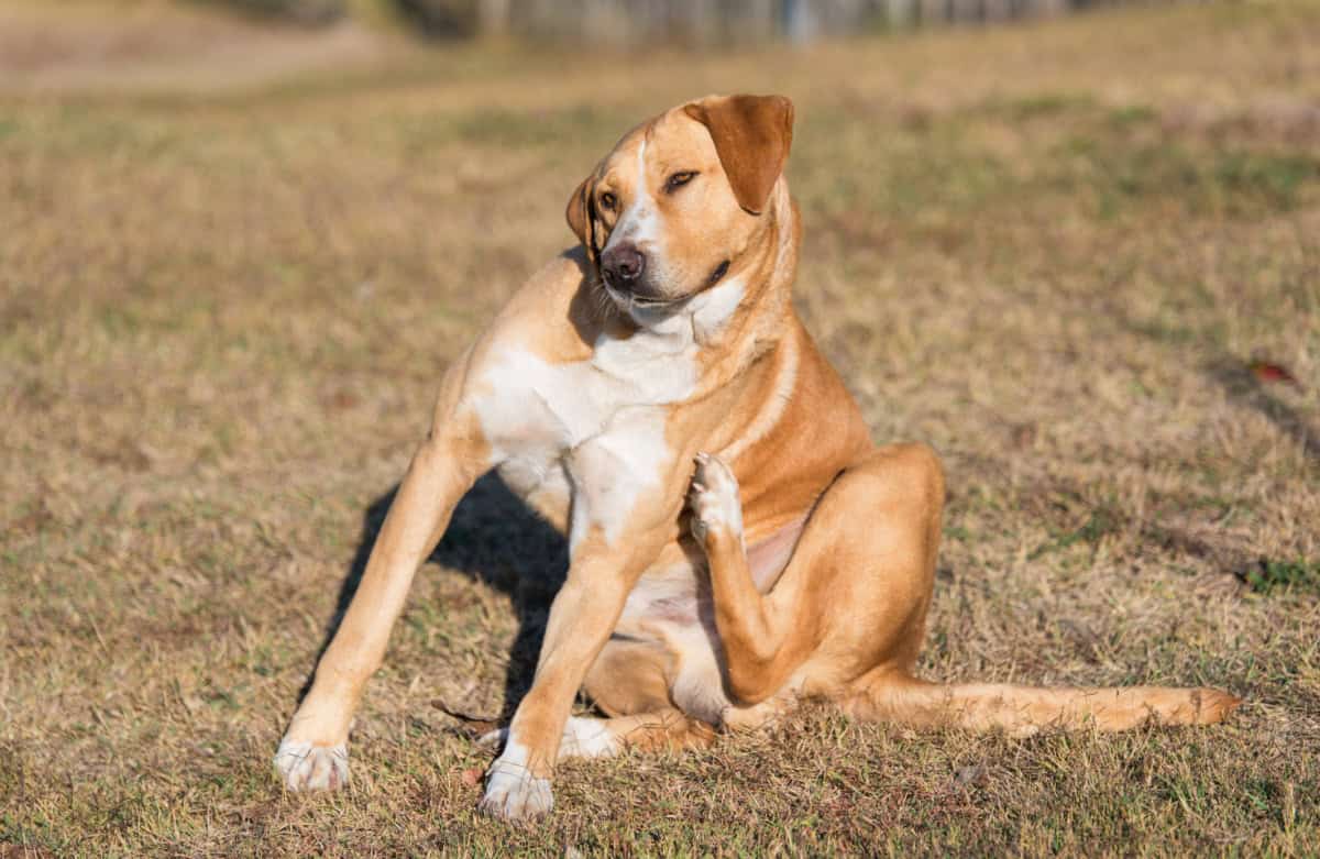 Large brown dog scratching while sitting in the dead grass
