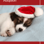 What to do (and not do) for Holiday Pet Adoption