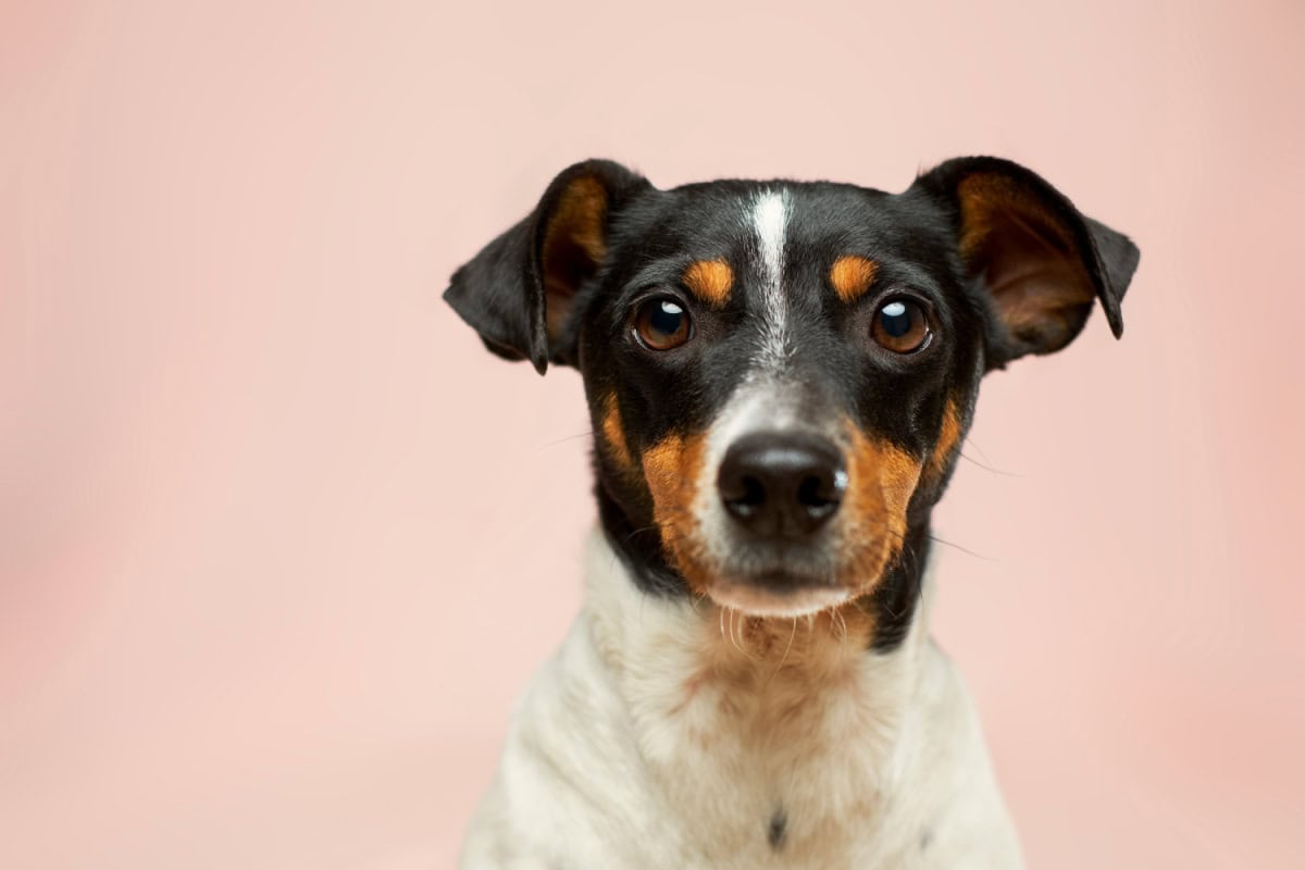 Closeup of a black and white short-coated dog