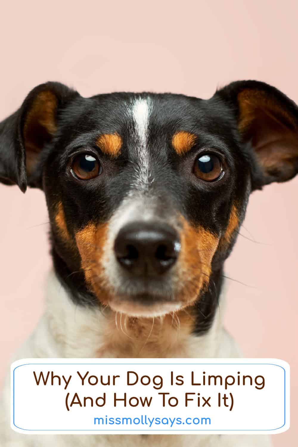 Why Your Dog Is Limping (And How To Fix It)