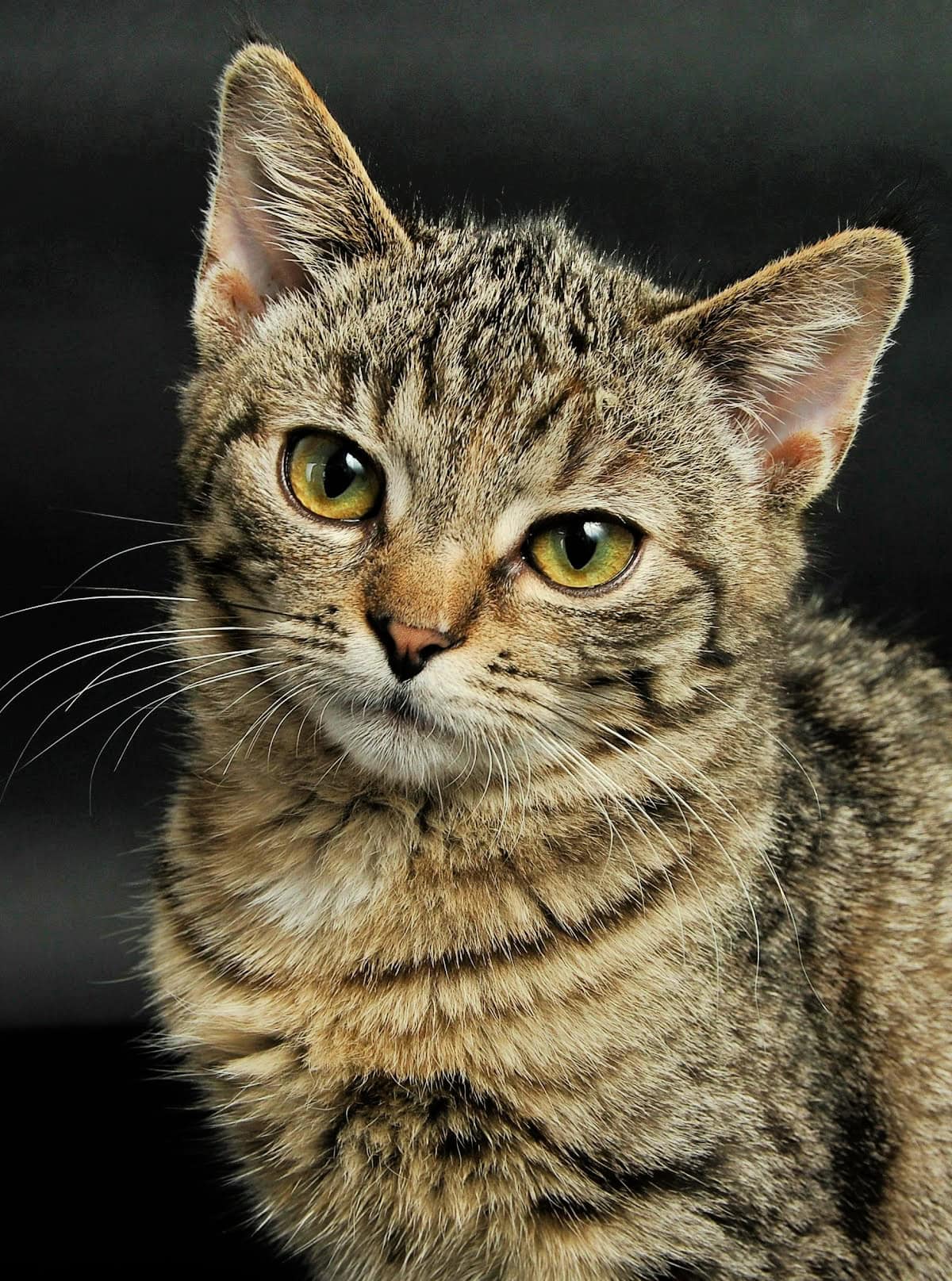 Beautiful gray tabby cat with yellow eyes Beautiful gray tabby cat with yellow eyes