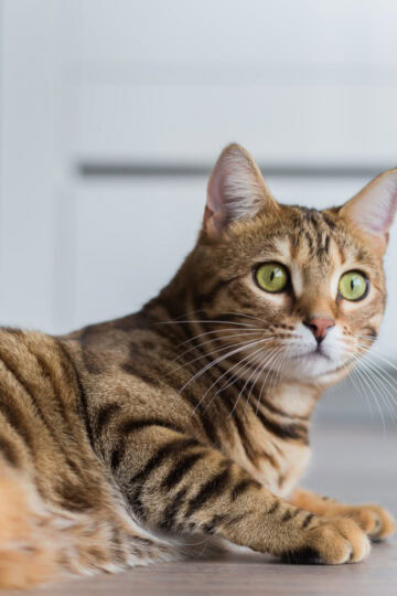 Beautiful striped tabby cat
