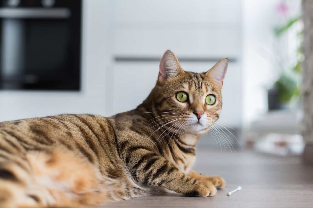 Beautiful striped tabby cat