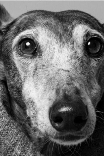 Black and white image of a senior dog with one ear up and one down