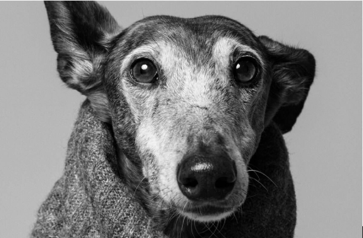 Black and white image of a senior dog with one ear up and one down
