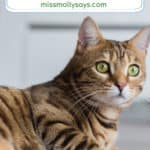 Different Breeds of Tabby Cats