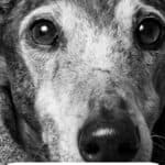 Growing Old Gracefully: A Practical Guide To Senior Pet Care