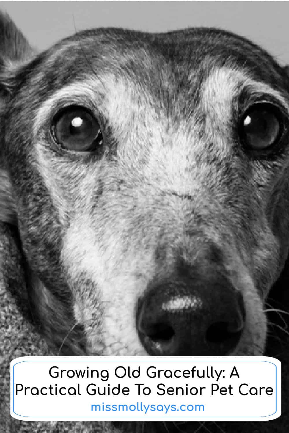 Growing Old Gracefully: A Practical Guide To Senior Pet Care