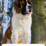 Saint Bernard Dog Breed: Temperament, Size, History & Care
