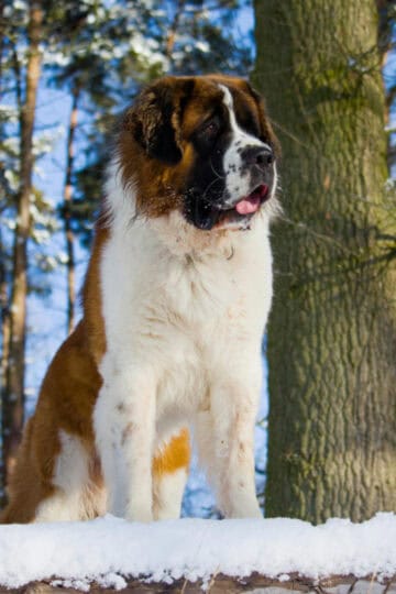 Saint Bernard dog sitting by a tree in the snow