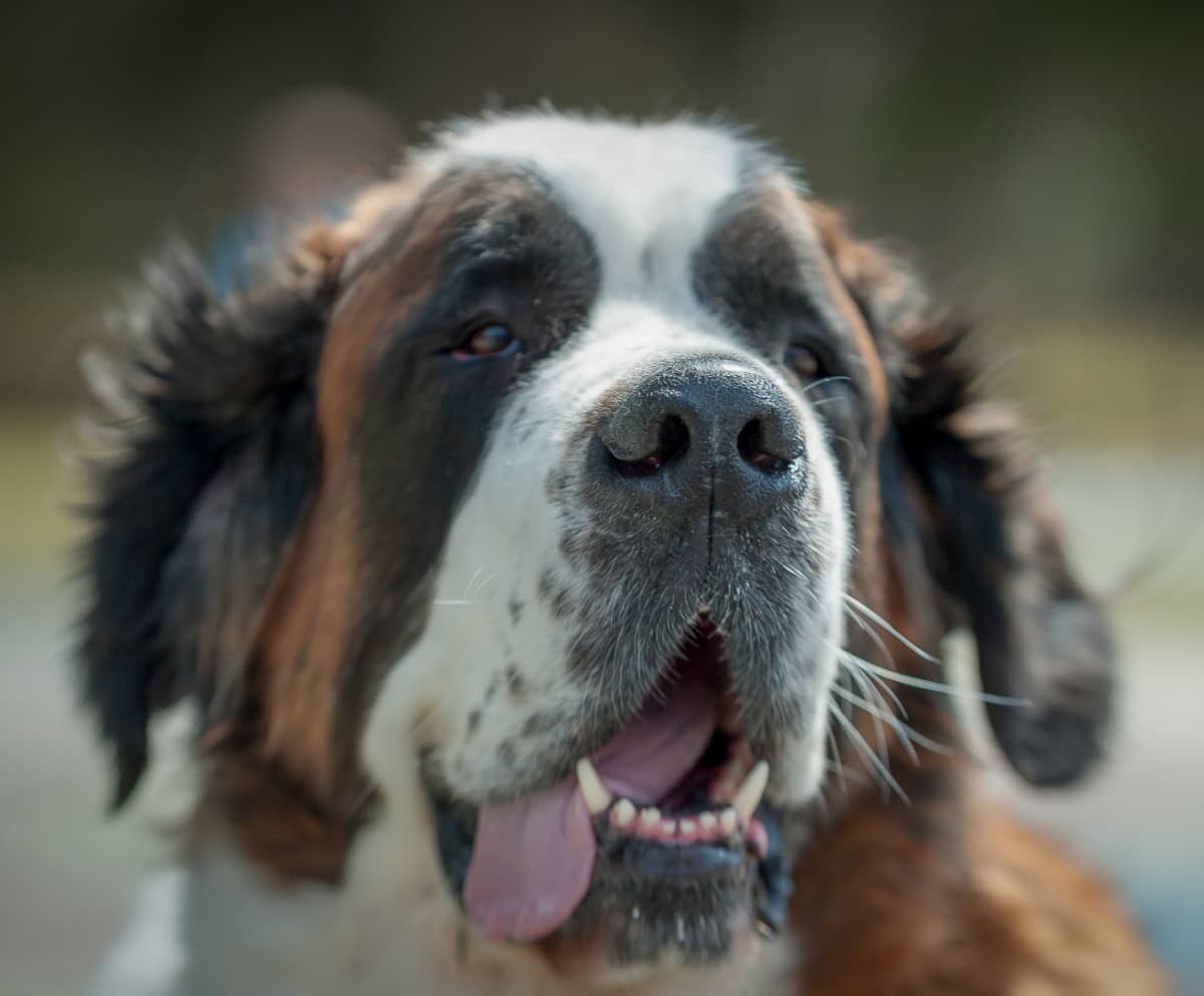 Saint Bernard dog with his tongue hanging out the side of his mouth Saint Bernard dog with his tongue hanging out the side of his mouth