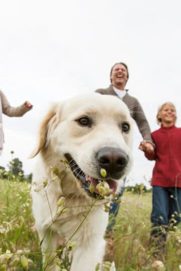 Dog and family enjoying a walk in a field
