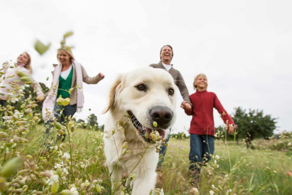 Dog and family enjoying a walk in a field