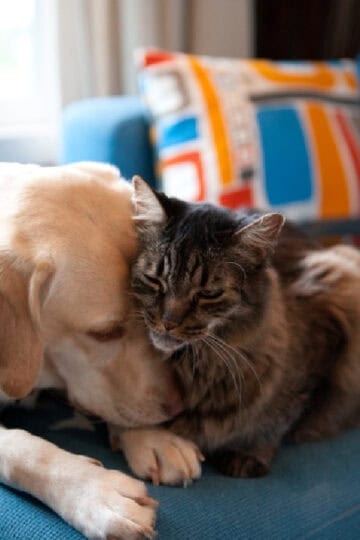 Home Sweet Paw : Designing A Comfortable And Safe Pet-Friendly Living Space