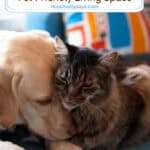 Home Sweet Paw : Designing A Comfortable And Safe Pet-Friendly Living Space